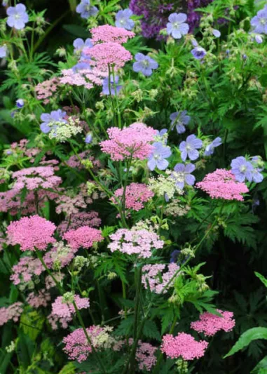 Geranium Pratense 'Mrs Kendall Clark', Meadow Cranesbill 'Mrs Kendall Clark', Meadow Cranesbill,'Hardy Geranium 'Mrs Kendall Clark', Blue Geranium, Best geraniums, Best groundcovers