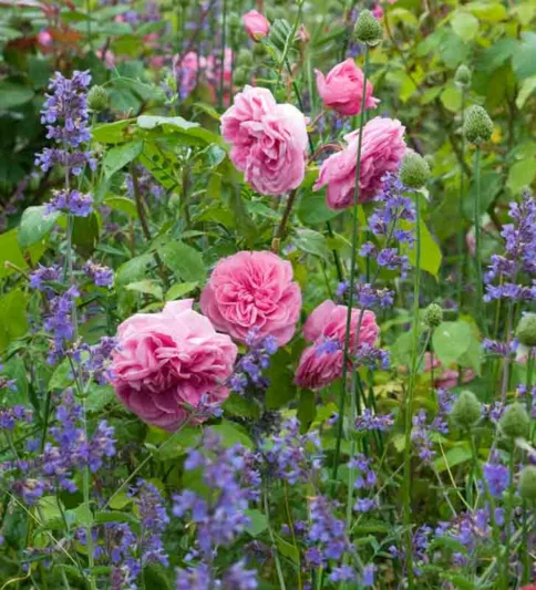 Rose Gertrude Jekyll, Rosa 'Gertrude Jekyll', English Rose 'Gertrude Jekyll', David Austin Roses, English Roses, Pink roses, Gertrude Jekyll, Fragrant roses, Rose Bushes, Garden roses, Most fragrant roses