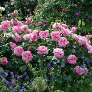 Rose Gertrude Jekyll, Rosa 'Gertrude Jekyll', English Rose 'Gertrude Jekyll', David Austin Roses, English Roses, Pink roses, Gertrude Jekyll, Fragrant roses, Rose Bushes, Garden roses, Most fragrant roses