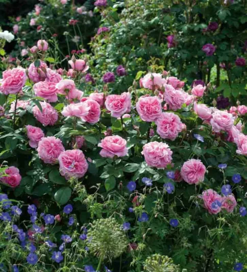 Rose Gertrude Jekyll, Rosa 'Gertrude Jekyll', English Rose 'Gertrude Jekyll', David Austin Roses, English Roses, Pink roses, Gertrude Jekyll, Fragrant roses, Rose Bushes, Garden roses, Most fragrant roses