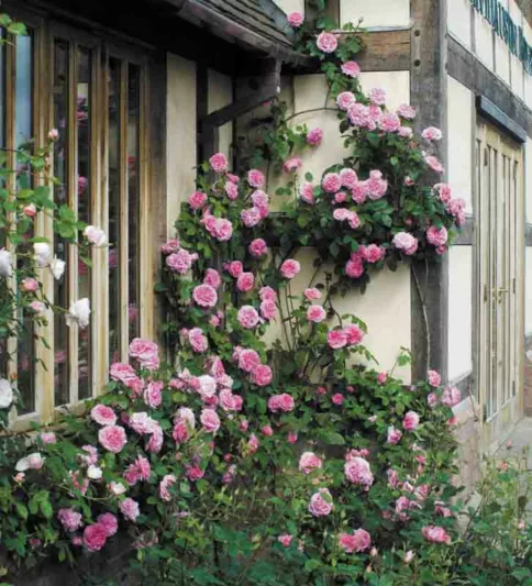 Climbing Rose, Rose Gertrude Jekyll