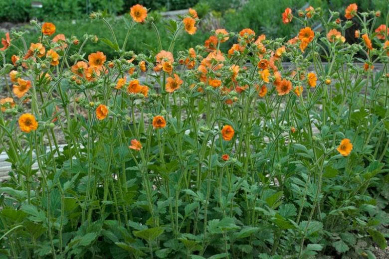 Papaver rhoeas, Salvia nemerosa 'Caradonna' and assorted Alliums