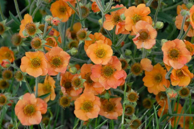 Geum Totally Tangerine, Totally Tangerine Avens, Orange Geum, Orange Avens, Orange Flowers