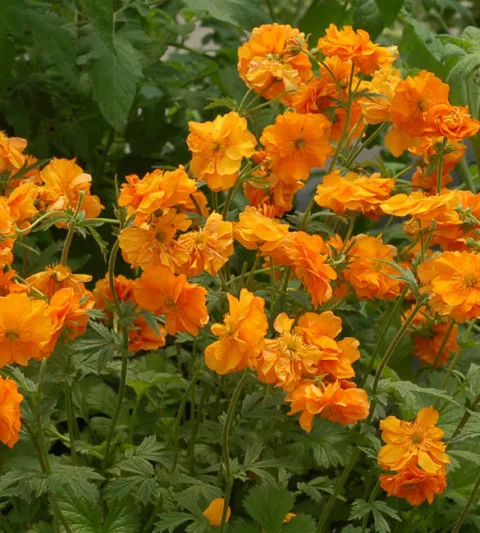 Geum 'Fire Storm', 'Fire Storm' Avens, Orange Geum, Orange Avens, Orange Flowers