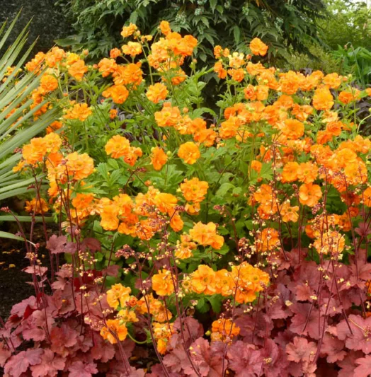 Geum 'Fire Storm', 'Fire Storm' Avens, Orange Geum, Orange Avens, Orange Flowers
