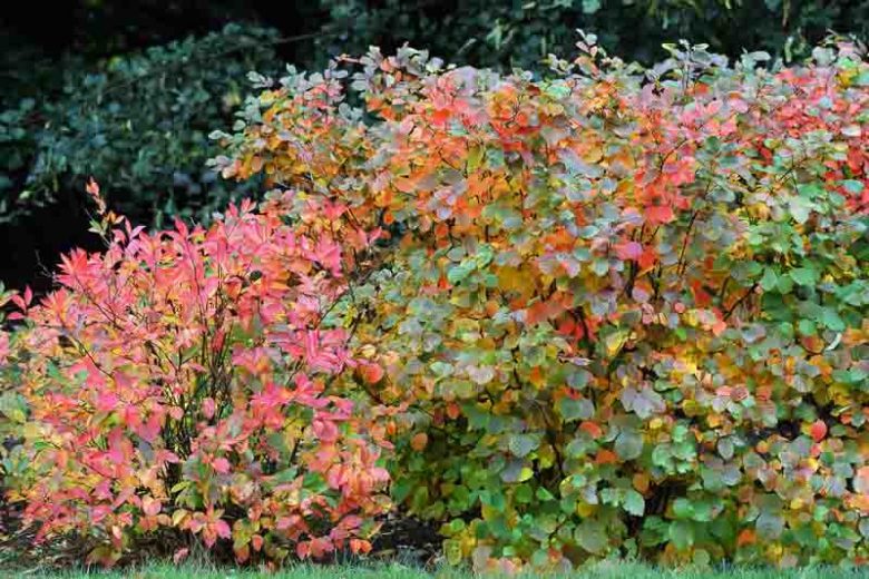 Fothergilla x intermedia 'Mount Airy', Fothergilla 'Mount Airy', Fothergilla gardenii 'Mount Airy', Fothergilla 'Mount Airy'