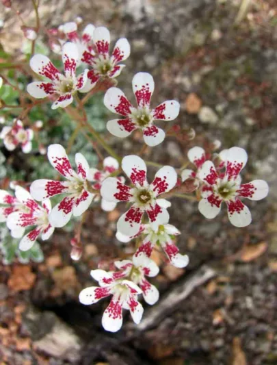 Saxifraga cotyledon, Pyramidal Saxifrage, Great Alpine Rockfoil, Greater Evergreen Saxifrage, Silver Plume, Evergreen Perennial, Evergreen Saxifrage, Rock Garden Plant