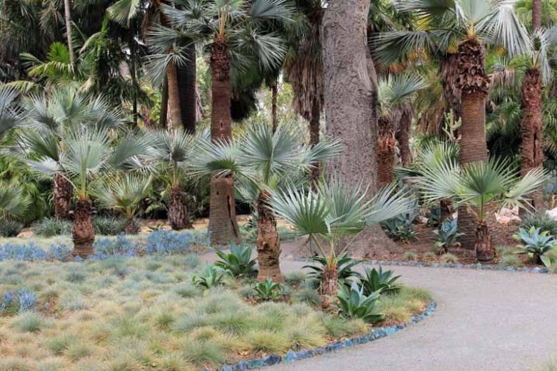 Brahea armata, Mexican Blue Palm, Big Blue Hesper Palm, Blue Fan Palm, Blue Hesper Palm, Drought tolerant tree, Tropical Plant, Palm Tree, Blue Palm Tree, Blue Palms