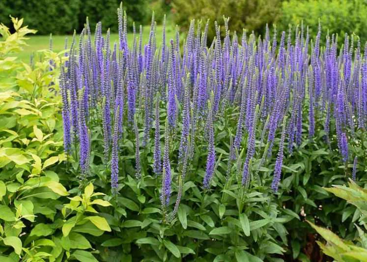 Veronica Blue Skywalker, Spike Speedwell Blue Skywalker, Blue Flowers, Blue flower spikes, Blue Veronica