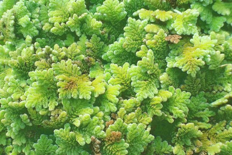 Azolla caroliniana, Carolina Mosquitofern, Carolina Mosquito Fern, Water Fern, Eastern Mosquito Fern, Fairy Moss, Fairy Floating Moss, Aquatic Ferns, Pond Plants