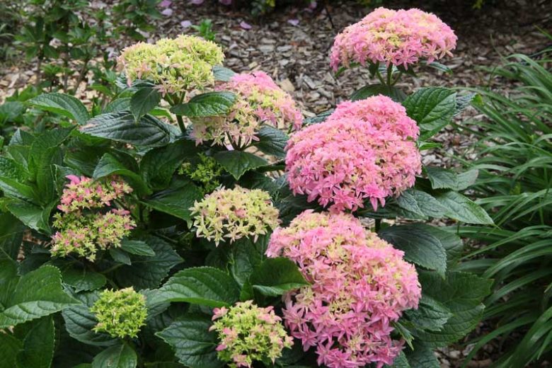 Hydrangea Macrophylla 'Inspire', Bigleaf Hydrangea 'Inspire', Hydrangea 'Inspire', Pink Hydrangea, Blue Hydrangea, Bicolor Hydrangea