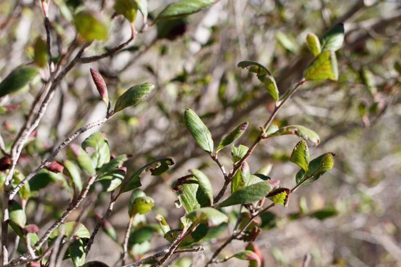 Cercocarpus betuloides, Mountain Mahogany, Birch-Leaf Mountain-Mahogany, Comes, Cercocarpus montanus, Cercocarpus douglasii, Evergreen Shrub