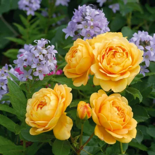 Rose Golden Celebration, Rosa 'Golden Celebration', English Rose 'Golden Celebration', David Austin Roses, English Roses, Yellow roses, shrub roses, Rose Bushes, Garden Roses, very fragrant roses