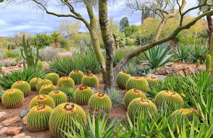 Echinocactus grusonii, Golden Barrel Cactus, Mother-in-law's Seat, Golden Ball Cactus, Golden cactus, Cactus