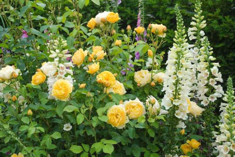 Rose Graham Thomas, Rosa 'Graham Thomas', English Rose 'Graham Thomas', David Austin Roses, English Roses, Yellow roses, shrub roses, Rose Bushes, Garden Roses, very fragrant roses, Favorite roses