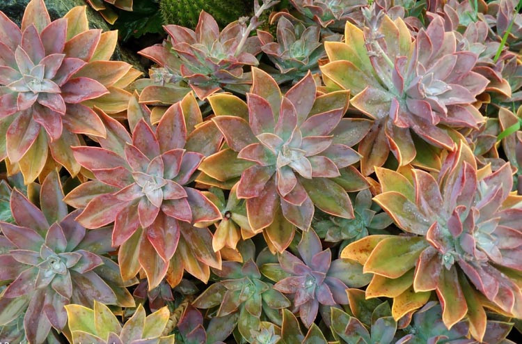 Graptoveria 'Fred Ives','Fred Ives' Graptoveria, Echeveria 'Fred Ives',  Pink echeveria, Purple echeveria, pink succulent, purple succulent, Orange echeveria, Orange succulent