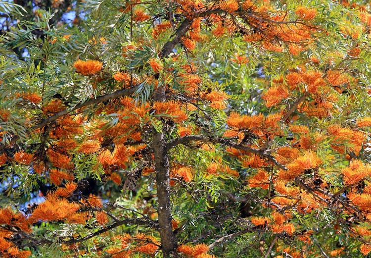 Grevillea robusta, Silky Oak, Silk Oak, Silky-Bark Oak, Mediterranean shrubs, Evergreen Shrubs, Yellow flowers, Orange flowers, drought tolerant flowers