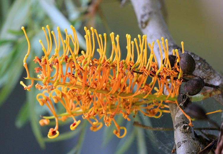 Grevillea robusta, Silky Oak, Silk Oak, Silky-Bark Oak, Mediterranean shrubs, Evergreen Shrubs, Yellow flowers, Orange flowers, drought tolerant flowers