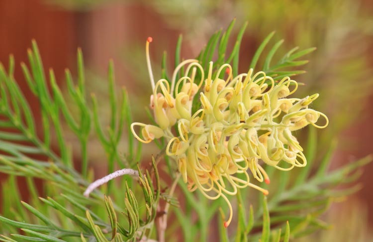 Grevillea 'Peaches and Cream', 'Peaches and Cream' Grevillea, Mediterranean shrubs, Evergreen Shrubs, Yellow flowers, Orange flowers, drought tolerant flowers
