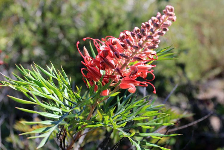Grevillea 'Robyn Gordon', 'Robyn Gordon' Grevillea, Mediterranean shrubs, Evergreen Shrubs, Red flowers, Orange flowers, drought tolerant flowers