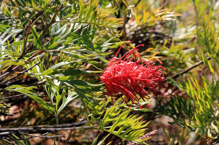 Grevillea 'Robyn Gordon', 'Robyn Gordon' Grevillea, Mediterranean shrubs, Evergreen Shrubs, Red flowers, Orange flowers, drought tolerant flowers
