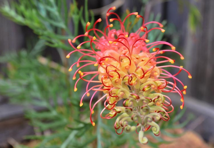 Grevillea 'Superb', 'Superb' Grevillea, Mediterranean shrubs, Evergreen Shrubs, Red flowers, Orange flowers, drought tolerant flowers