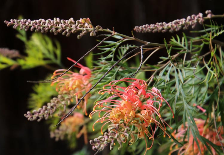 Grevillea 'Superb', 'Superb' Grevillea, Mediterranean shrubs, Evergreen Shrubs, Red flowers, Orange flowers, drought tolerant flowers