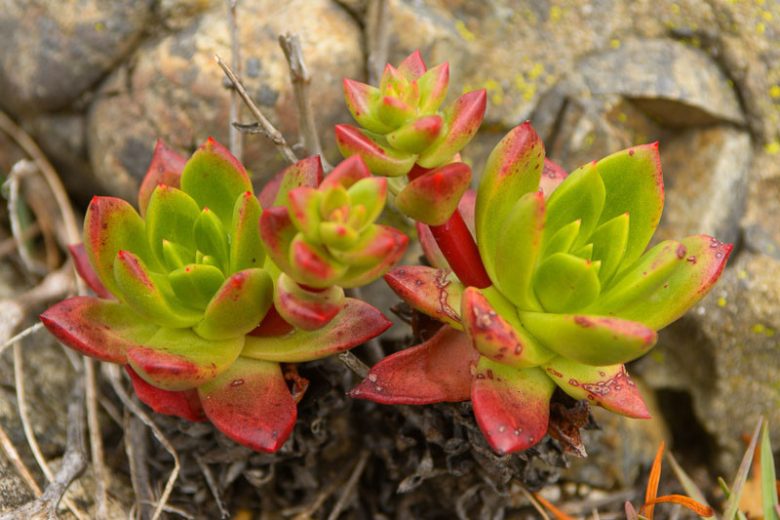 Dudleya farinosa, Bluff Lettuce, Powdery Live-forever, Powdery Liveforever, Dudleya compacta, Dudleya eastwoodiae, Dudleya septentrionalis, California Native Succulent, California Native Plants