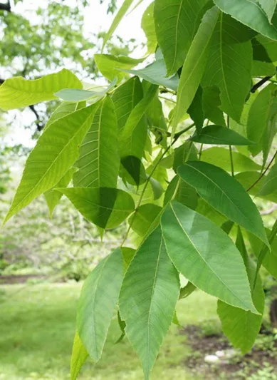 Carya glabra, Pignut Hickory, Sweet Pignut Hickory, Coast Pignut Hickory, Pignut, Sweet Pignut, Smoothbark Hickory, Broom Hickory, Red Hickory, Swamp Hickory, Switch Hickory, Switchbud Hickory, Deciduous Tree, Fall Color, Fruit Tree