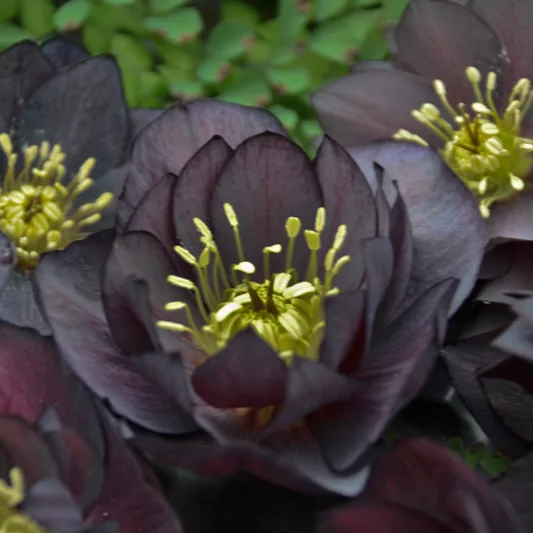 Dark and Handsome Hellebore, Helleborus Dark and Handsome,  Hellebore 'Dark and Handsome', Lenten Rose 'Dark and Handsome', Black Hellebore, Black Lenten Rose