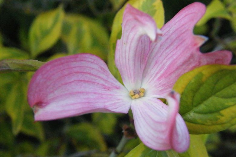 Cornus florida 'Cherokee Sunset', Flowering Dogwood 'Cherokee Sunset', Cherokee Sunset Flowering Dogwood, Variegated Flowering Dogwood, Variegated Dogwood, Fall color, Winter color, shrub with berries, Flowering tree, red fruits