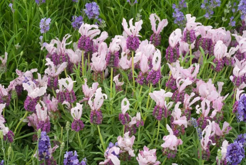 Lavandula Stoechas With Love™, French Lavender With Love™, Spanish Lavender With Love™, Butterfly Lavender With Love™, Pink Lavenders, Drought tolerant plant, Summer blooms, Deer resistant plants
