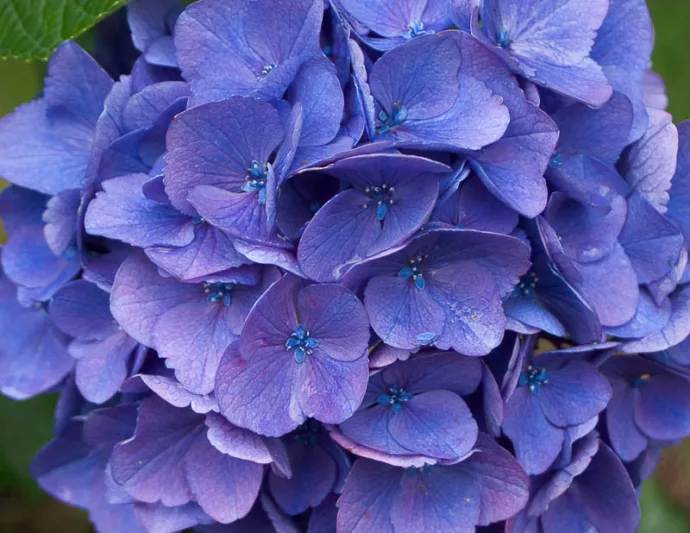 Hydrangea Macrophylla Cityline® Vienna, Cityline® Vienna Hydrangea, Bigleaf Hydrangea Cityline® Vienna, Mophead Hydrangea Mars® Vienna, Blue hydrangea, Pink Hydrangea, Purple Hydrangea