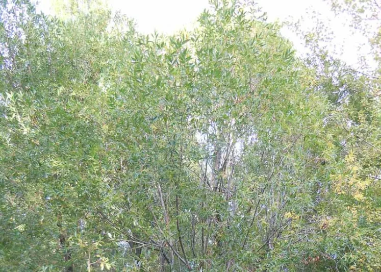 Salix lasiandra, Shining Willow, Salix lucida, Evergreen Shrub, California Native Shrub, Shade Shrub
