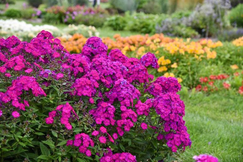 Phlox Paniculata 'Ultraviolet, Phlox Ultraviolet, Border Phlox Ultraviolet, Fall Phlox Ultraviolet, Garden Phlox Ultraviolet, Perennial Phlox Ultraviolet, Summer Phlox Ultraviolet, Purple phlox, Purple flowers
