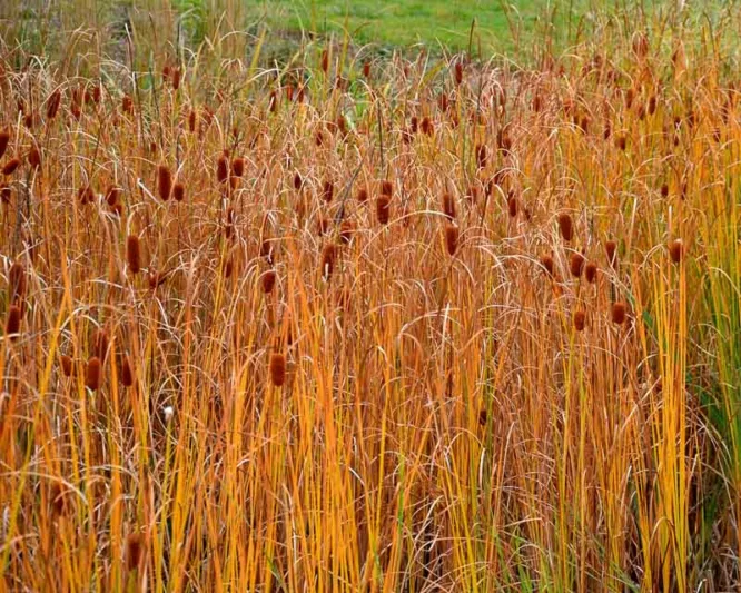 Typha minima, Dwarf Cattail, Miniature Cattail, Least Cattail, Pond plants, Aquatic Plants, Plants for wet soils