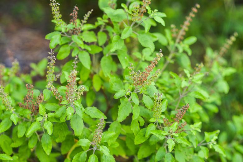 Ocimum sanctum, Holy Basil, Monk's Basil, Purple-Stalked Basil, Ocimum tenuiflorum