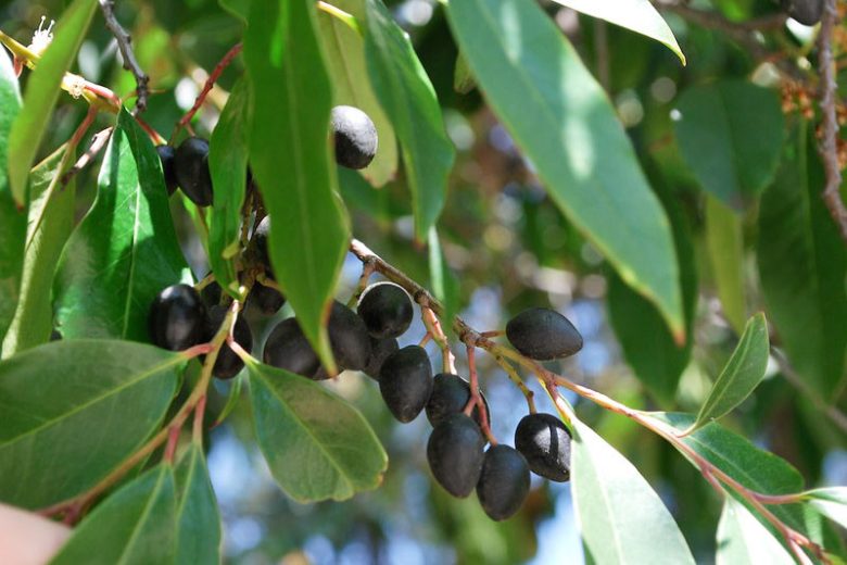Prunus caroliniana, Carolina Cherry-laurel, Cherry-laurel, Laurel Cherry, Carolina Laurel Cherry, Laurocerasus caroliniana, Evergreen Shrub, Evergreen Tree, Fragrant Shrub, Fragrant Tree