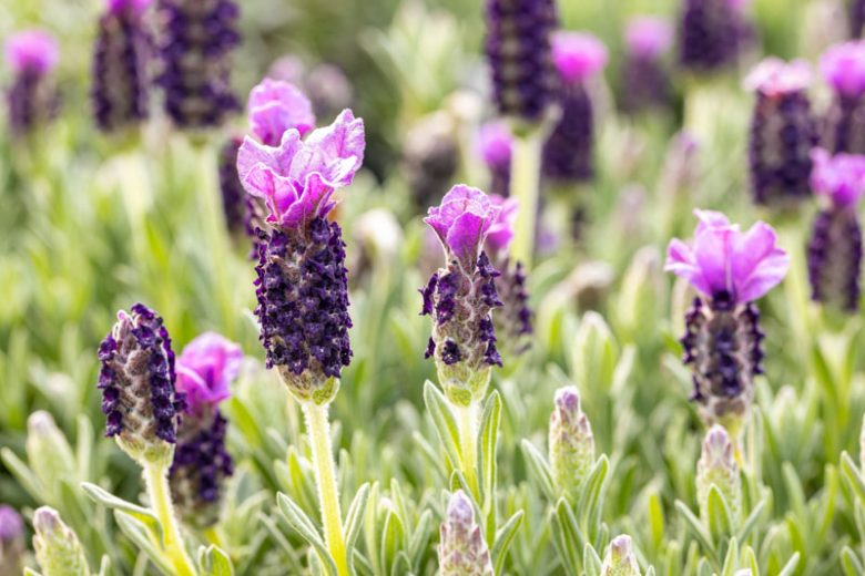 Lavandula Stoechas 'Anouk' , French Lavender 'Anouk', Spanish Lavender 'Anouk', Butterfly Lavender' Anouk',Purple Lavenders, Drought tolerant plant, Summer blooms, Deer resistant plants, fragrant flowers