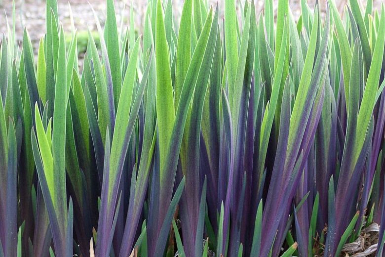 Iris x robusta 'Gerald Darby', Iris laevigata 'Gerald Darby', Iris versicolor 'Gerald Darby', Iris 'Gerald Darby', Iris for Ponds, Perennial for wet soil, Perennial for poorly drained soils, Blue Flowers
