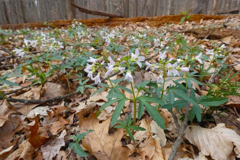 Cardamine concatenatas, Cutleaf Toothwort, Pepper Root, Cardamine laciniata, Dentaria concatenata, Dentaria laciniata, Shade perennials, White flowers