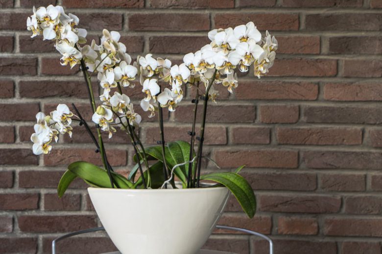 Phalaenopsis stuartiana, Moth Orchid, Moth Orchid, Stuart's Phalaenopsis, Phalaenopsis schilleriana,  White Orchids, Easy Orchids, Easy to Grow Orchids