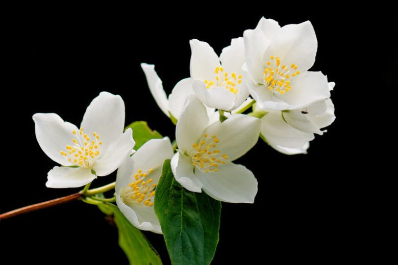 Philadelphus inodorus, Scentless Mock Orange,  Appalachian Mock Orange, Mock Orange, White flowers, Flowering Shrub