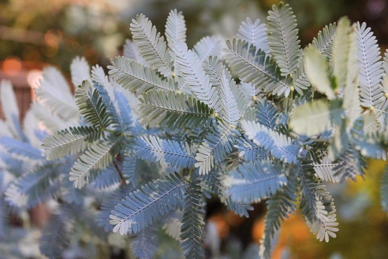 Acacia baileyana 'Purpurea', Cootamundra Wattle 'Purpurea', Bailey Acacia 'Purpurea', Golden Mimosa 'Purpurea', Evergreen Tree, Evergreen Shrub, Yellow Flowers, Fragrant Shrub, Fragrant Tree