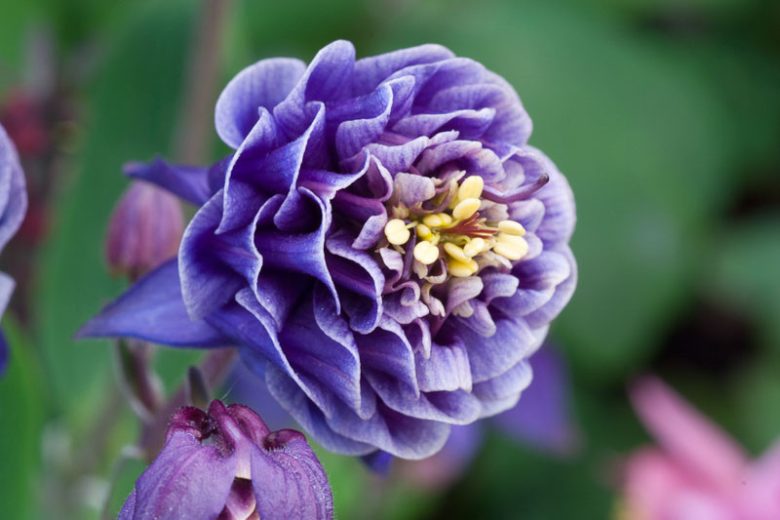 Aquilegia Vulgaris 'Double Dark-Blue-White, Columbine 'Winky Double Dark-Blue-White', Granny's Bonnet 'Winky Double Dark-Blue-White', Monk's Head Lily 'Winky Double Dark-Blue-White', Aquilegia vulgaris 'Winky Weah' Blue Columbine, Blue Aquilegia, Bicolor Columbine,