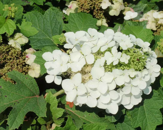 Hydrangea Quercifolia Sike's Dwarf, Sike's Dwarf Oak Leaf Hydrangea, Sike's Dwarf Oakleaf Hydrangea, Oakleaf Hydrangea 'Sike's Dwarf', Oak Leaf Hydrangea 'Sike's Dwarf', White Hydrangea, Small Hydrangea, Dwarf Hydrangea, Hydrangea Bush