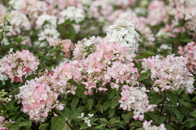 Hydrangea Paniculata Diamond Rouge, Diamond Rouge Hydrangea, Hydrangea 'Diamond Rouge', Panicle Hydrangea 'Diamond Rouge', Paniculate Hydrangea 'Diamond Rouge',  Hydrangea paniculata 'Rendia