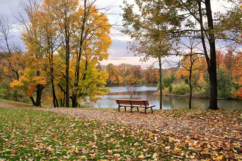 Ohio Native Plants