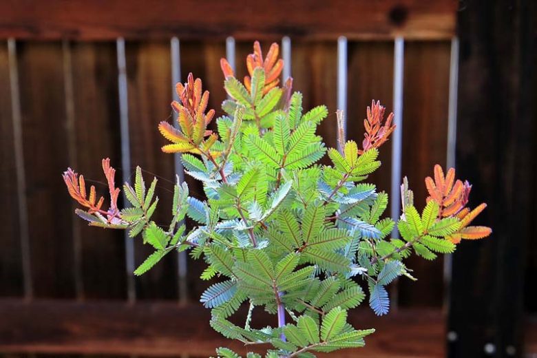 Acacia baileyana 'Purpurea', Cootamundra Wattle 'Purpurea', Bailey Acacia 'Purpurea', Golden Mimosa 'Purpurea', Evergreen Tree, Evergreen Shrub, Yellow Flowers, Fragrant Shrub, Fragrant Tree