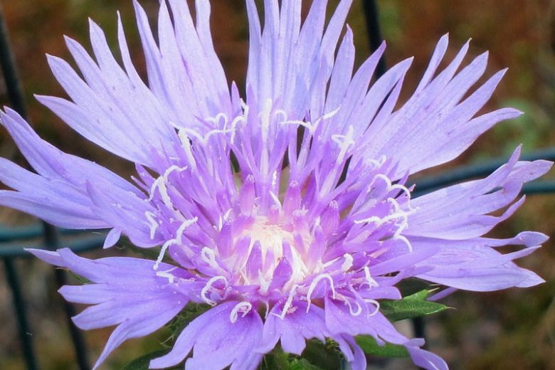 Stokesia laevis, Stokes Aster, Purple perennial, Native Perennial, Drought Tolerant Perennial